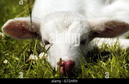 Rare cerf d'albinos 'Lightning', au parc de safari Blair Drummond près de Stirling, en Écosse. Le Nile lechwe antilope fauve est né pendant une tempête mercredi soir à sa mère, connue sous le nom de Thunder. Il n'y a pas d'autres antilopes albinos en Écosse et on ne pense pas en Grande-Bretagne. Le gardien de gibier en chef David Booth a déclaré que la mère protectrice s'efforcera de cacher le fauve de quatre jours dans le troupeau de 11 antilopes errant 30 acres dans le parc. Banque D'Images