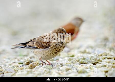 Un rendu très détaillé et ombragée par un bébé Linnet floue tuteur adulte mâle coloré sur un fond de cailloux. Banque D'Images