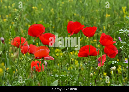 Libre de bunch of red poppies in belle journée ensoleillée Banque D'Images