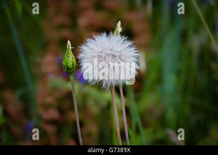 Libre de pissenlit moelleux sur fond vert sombre Banque D'Images