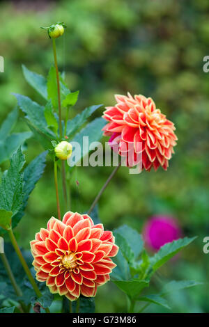 Dahlia fleurs orange et jaune en pleine floraison jardin libre Banque D'Images