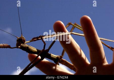 Phoebe, un insecte malais de bâton géant sort pour profiter du soleil au zoo de Londres. Les espèces sont les insectes les plus longs au monde et, bien qu'elles soient nées en avril de cette année, Phoebe est déjà entièrement cultivé, mesurant un impressionnant 45cm de long. Le spécimen femelle adulte le plus long jamais enregistré a été repéré dans les forêts de Malaisie mesurant 55 cm de bout en bout. L'insecte géant est l'une des 100 expositions du centre de conversation et de biodiversité du zoo de Londres. Banque D'Images