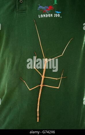 Phoebe, un insecte malais de bâton géant sort pour profiter du soleil au zoo de Londres. Les espèces sont les insectes les plus longs au monde et, bien qu'elles soient nées en avril de cette année, Phoebe est déjà entièrement cultivé, mesurant un impressionnant 45cm de long. Le spécimen femelle adulte le plus long jamais enregistré a été repéré dans les forêts de Malaisie mesurant 55 cm de bout en bout. L'insecte géant est l'une des 100 expositions du centre de conversation et de biodiversité du zoo de Londres. Banque D'Images