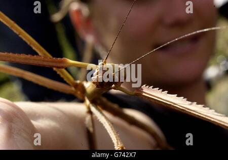 Phoebe, un insecte malais de bâton géant sort pour profiter du soleil au zoo de Londres. Les espèces sont les insectes les plus longs au monde et, bien qu'elles soient nées en avril de cette année, Phoebe est déjà entièrement cultivé, mesurant un impressionnant 45cm de long. Le spécimen femelle adulte le plus long jamais enregistré a été repéré dans les forêts de Malaisie mesurant 55 cm de bout en bout. L'insecte géant est l'une des 100 expositions du centre de conversation et de biodiversité du zoo de Londres. Banque D'Images