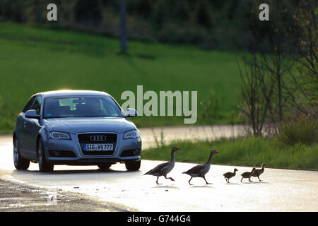 Oie cendrée et d'Oison crossing road, Baden-Wurttemberg, Allemagne (Anser anser) Banque D'Images