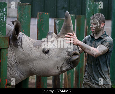 Graeme Alexander, gardien du parc de safari de Blair Drummond, avec Angus le rhinocéros lorsqu'il s'entraîne pour le difficile défi Mudder. Banque D'Images