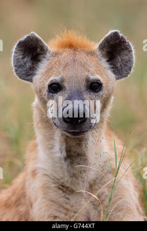 L'hyène tachetée, le cratère du Ngorongoro, en Tanzanie, en Afrique(Crocuta crocuta) Banque D'Images