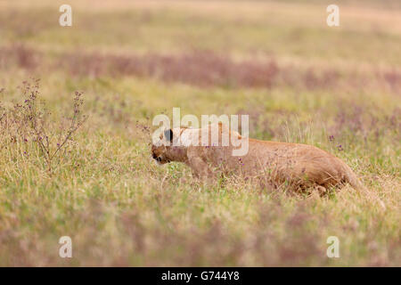 Afrikcan lion, le cratère du Ngorongoro, en Tanzanie, d'Afrique (Panthera leo) Banque D'Images