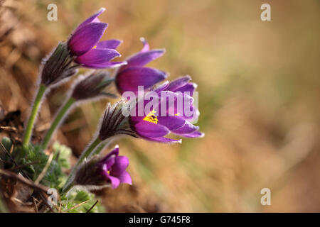 Kuechenschelle, (Pulsatilla vulgaris) Naturpark Obere Donau, Bade-Wurtemberg, Allemagne Banque D'Images