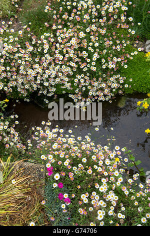 L'Erigeron karvinskianus. Fleabane marguerites sur les bords d'un jardin d'eau dans la région des Cotswolds. UK Banque D'Images