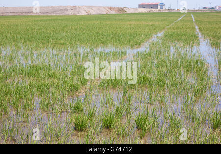 Les jeunes sont de plus en plus de riz dans les rizières, Vegas Altas del Guadiana, Espagne Banque D'Images