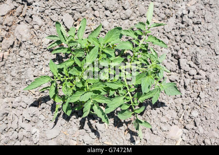 Jeune plant de tomate développe à Vegas Altas del Guadiana, l'Espagne. Angle de vue élevé Banque D'Images