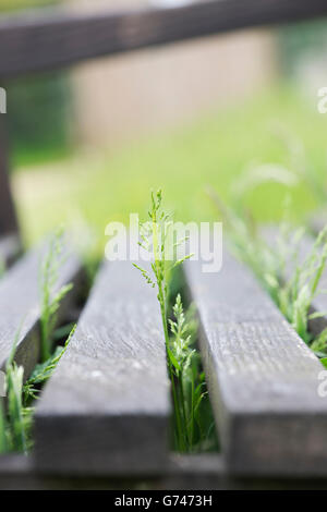 Tige d'herbe de croître par un banc de jardin en bois. UK Banque D'Images