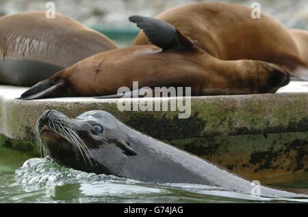 Lion de mer californien Danny - Le Zoo de Dublin Banque D'Images