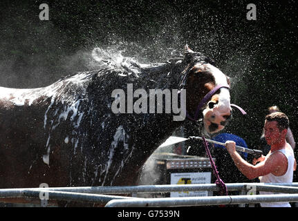 Liam Quinn, de Stonehouse, lave son cheval de Shire Lightning, devant le Royal Highland Show à Édimbourg qui commence demain et se déroule jusqu'au dimanche. Banque D'Images