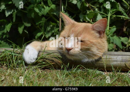 Le gingembre cat portant sur poutre en bois avec grande plante cataire en arrière-plan Banque D'Images