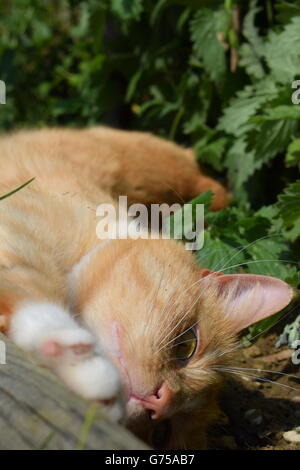 Le gingembre cat s'étend dans le jardin Banque D'Images