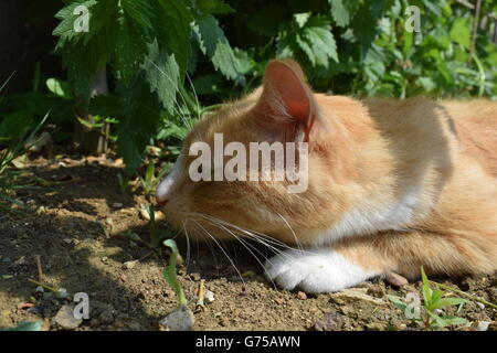 Le gingembre cat allongé sous les plantes dans le jardin Banque D'Images