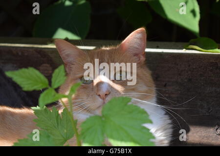 Le gingembre cat se cachant dans l'ombre du soleil d'été Banque D'Images