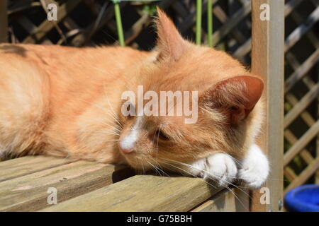 Cat s'installèrent sur un banc en bois avec la tête sur ses pattes Banque D'Images