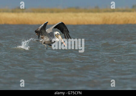 Pélican brun (Pelecanus occidentalis), volant au-dessus du golfe du Mexique, la péninsule de Bolivar, Texas, États-Unis Banque D'Images