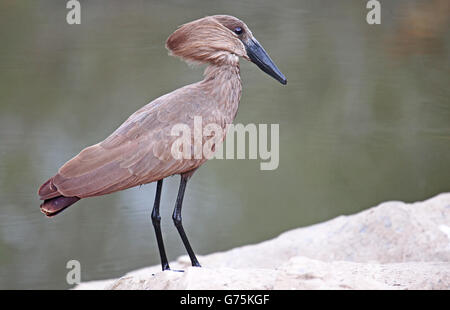 Hamerkop, Afrique du Sud, Scopus umbretta Banque D'Images