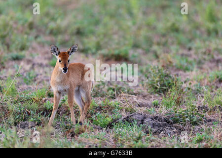 Puku (Kobus vardonii), Jungtier, South Luangwa National Park, États-Unis, Afrika Banque D'Images