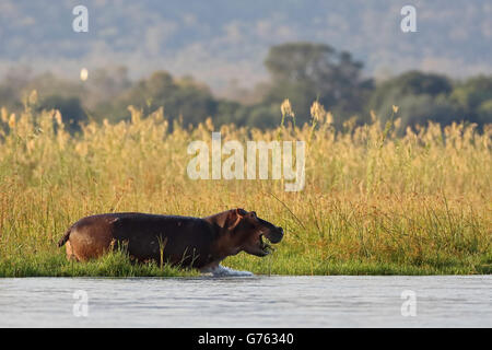 Flusspferd, (Hippopotamus amphibius) de moins Sambesi Nationalpark, Sambia, Afrika Banque D'Images