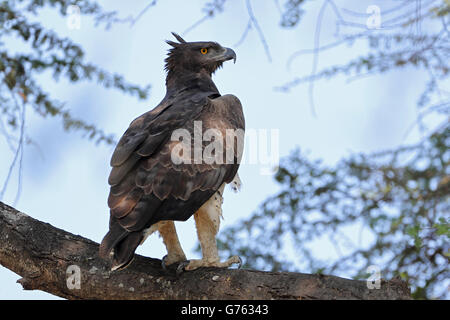 Kampfadler, (Hieraaetus bellicosus) Le Parc National de South Luangwa, Sambia, Afrika Banque D'Images