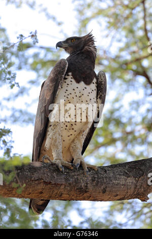 Kampfadler, (Hieraaetus bellicosus) Le Parc National de South Luangwa, Sambia, Afrika Banque D'Images