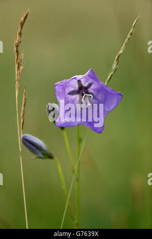 Peach Leaved Bellflower, parc naturel du Danube supérieur, Baden-Wurttemberg, Allemagne / (Campanula persicifolia) Banque D'Images