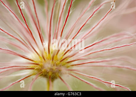 Pasque Flower, seedhead, Alsace, France / (Pulsatilla vulgaris) Banque D'Images