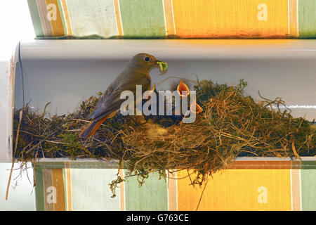 Rougequeue noir en nid d'alimentation youngs, auvent, Alsace, France / (Phoenicurus ochruros) Banque D'Images