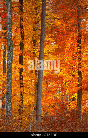 Forêt de hêtres en automne, Baden-Wurttemberg, Allemagne / (Fagus sylvatica) Banque D'Images