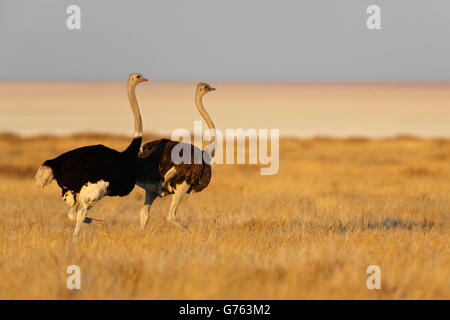 Paire, autruches, Etosha National Park, Namibie / (Struthio camelus) Banque D'Images