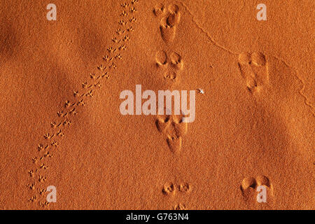 Empreintes d'animaux dans le sable, Etosha National Park, Namibie Banque D'Images