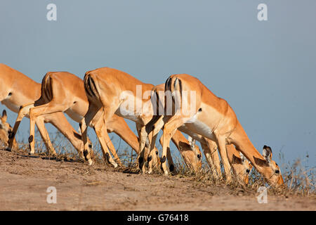 Blackfaced impalas, rivière Chobe, au Botswana, Afrique / (Aepyceros melampus petersi) Banque D'Images