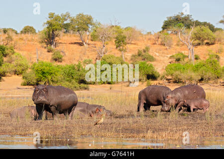 Hippo, rivière Chobe, au Botswana, Afrique / (Hippopotamus)