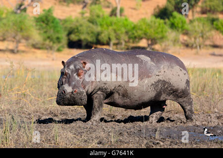 Hippo, homme, rivière Chobe, au Botswana, Afrique / (Hippopotamus) Banque D'Images