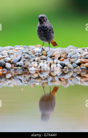 Rougequeue noir, Baden-Wurttemberg, Allemagne / (Phoenicurus ochruros) Banque D'Images