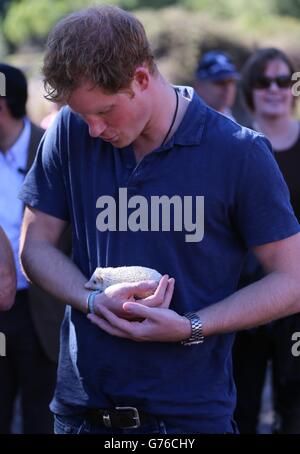 Le prince Harry reçoit un hérisson pygmée africain appelé Vlad alors qu'il regarde une démonstration de vélo d'essai le dernier jour de sa visite à Santiago du Chili. Banque D'Images