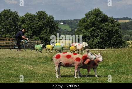 Moutons peints dans les couleurs des maillots des gagnants du Tour de France dans les champs près de Harrogate où la course passera le week-end. L'agriculteur Keith Chapman, passionné de cyclisme, a peint son troupeau dans le maillot des leaders de la course jaune, Polka dot du leader de la compétition dans les montagnes et Green jerseys pour le leader des points pour accueillir les coureurs lorsqu'ils ont passé la course. Banque D'Images