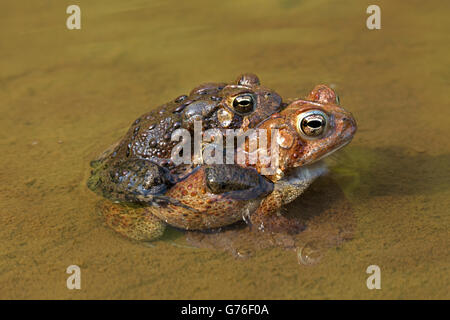 Les crapauds (Bufo americanus, (Anaxyrus americanus), le Maryland, la paire en amplexus Banque D'Images