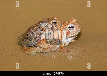 Les crapauds (Bufo americanus, (Anaxyrus americanus), le Maryland, la paire en amplexus Banque D'Images