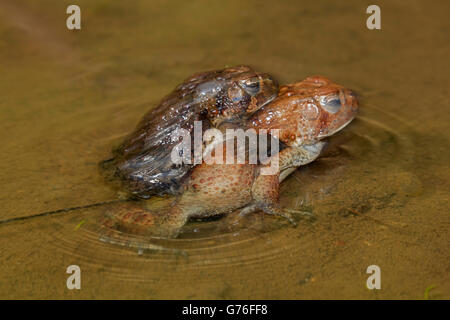 Les crapauds (Bufo americanus, (Anaxyrus americanus), le Maryland, la paire en ponte Banque D'Images