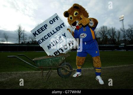 Shrewsbury Town mascotte 'Lenny the Lion' sur le terrain de gay Meadow, avant de jouer à Chelsea à la maison ce dimanche dans FA Cup 4e tour. Banque D'Images