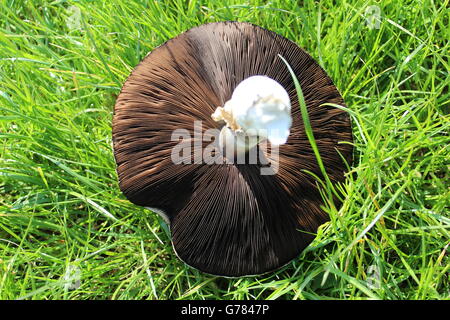 Fraîchement cueilli, champignons britannique sur l'herbe, dessous montrant. Banque D'Images
