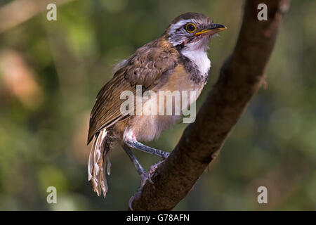 Un jeune de plus necklaced Laughingthrush Garrulax pectoralis (subfusus) est assis sur une branche dans la forêt de l'ouest de la Thaïlande Banque D'Images