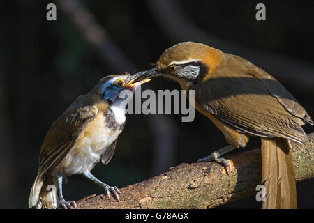 Un jeune de plus necklaced Laughingthrush Garrulax pectoralis (subfusus) être nourris par sa société mère en Thaïlande Banque D'Images