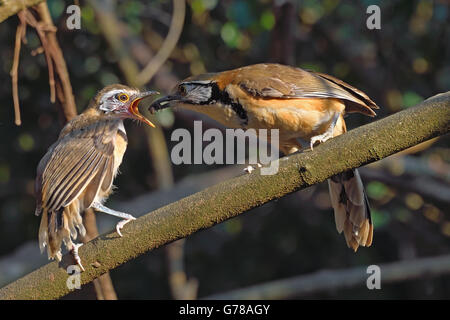 Un jeune de plus necklaced Laughingthrush Garrulax pectoralis) subfusus (Alimenté avec un insecte par sa maison mère en Thaïlande Banque D'Images